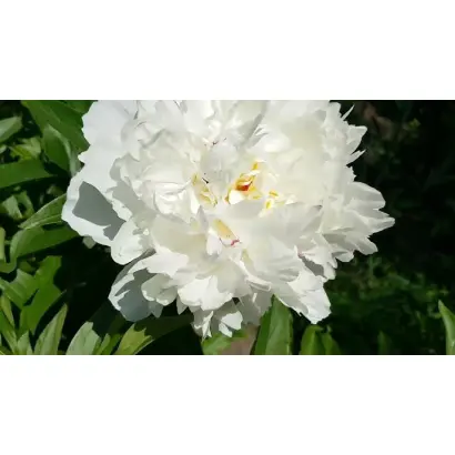 Вэсильна / Весільна