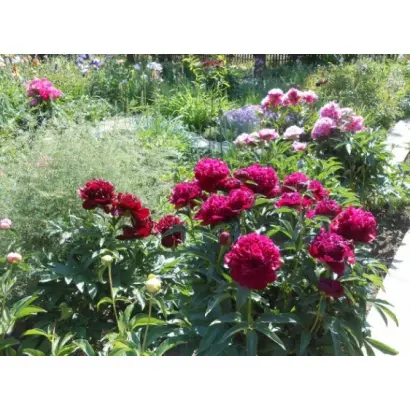 Весняне Дефіле