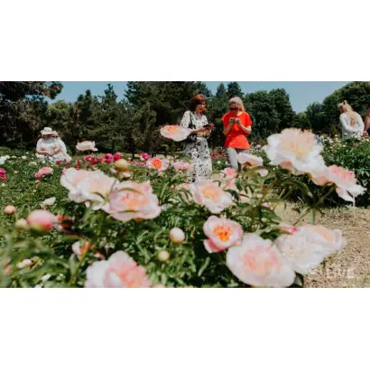 Дзвони Михайлівського