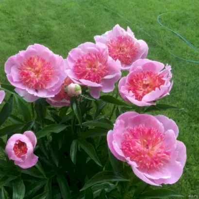 Жемчужная розсыпь / Жемчужна розсип