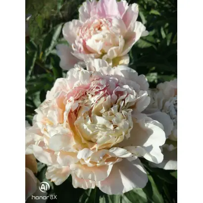 Загадка Херсонеса