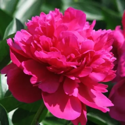 Kvitka Kseniia / Квітка Ксенія