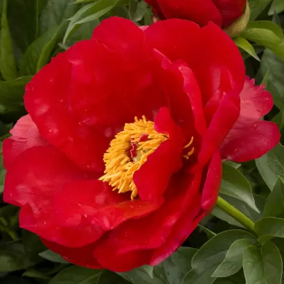 Леґінь Гоноровий