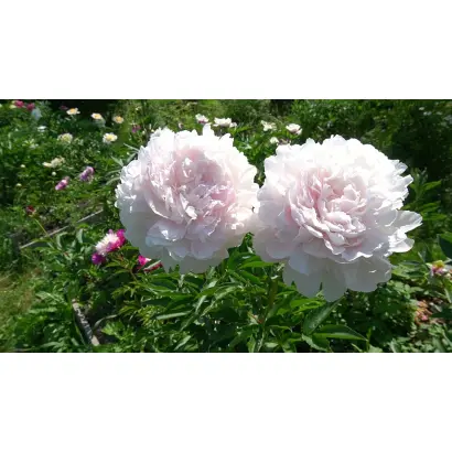 Лыбидь / Либідь