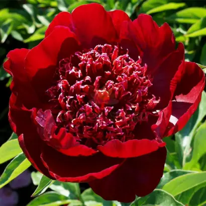 Львівська Чоколядка