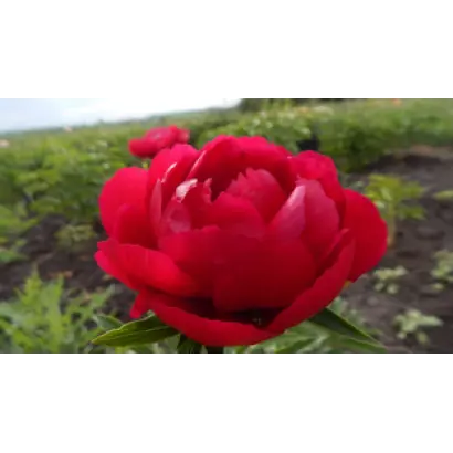 Малинова Ватра