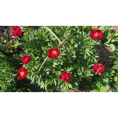 Писанка Коломиї