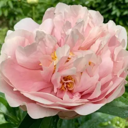 Світанкова Поема