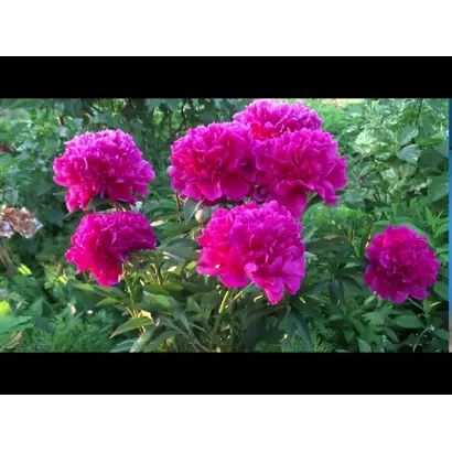 Свиточ / Світоч