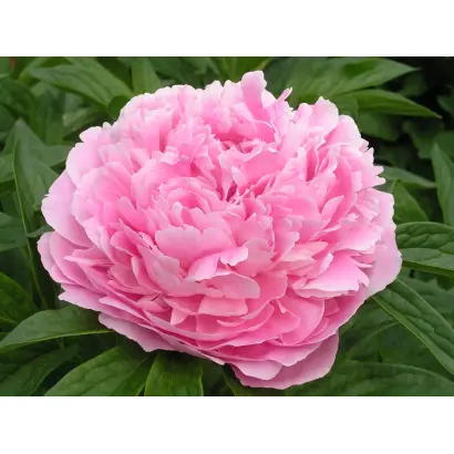 Сни Роксолани