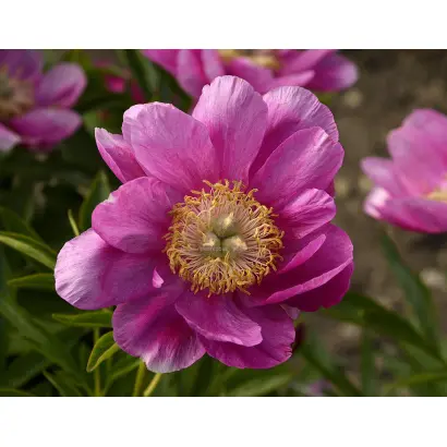 Травневі Роси