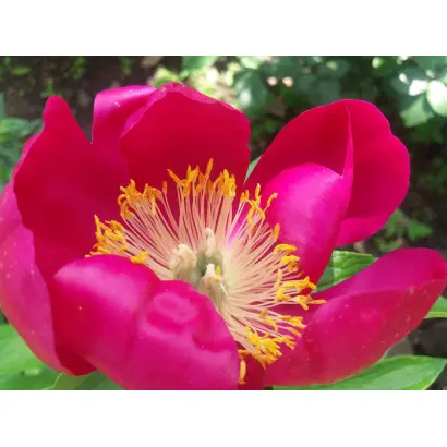 Стріли Амура