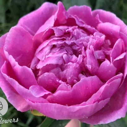 Червона Вежа