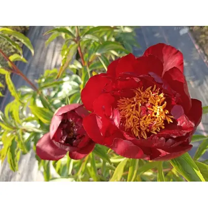 Червонный оксамыт / Червоний оксамит