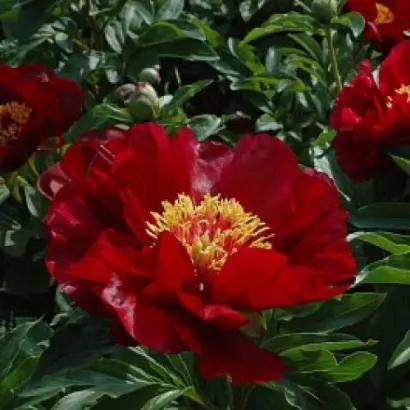 Червоні вітрила