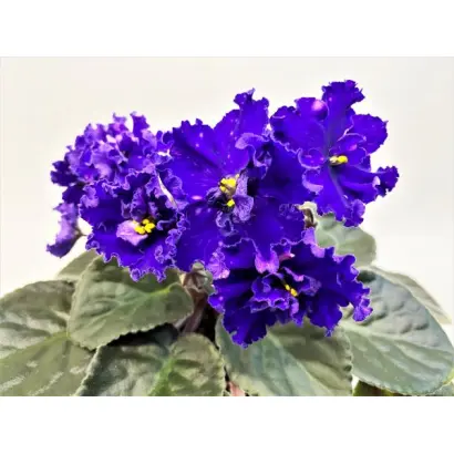 Чумацький Шлях