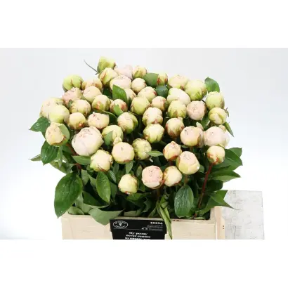 Боул оф Крим