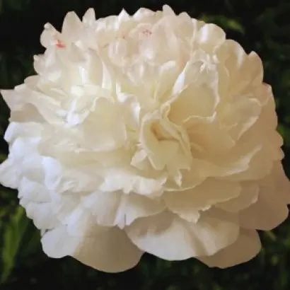 Эдванс / Едванс