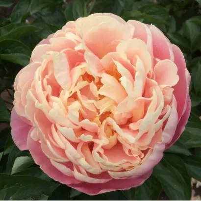 Клиэ Колл / Клєа Кол