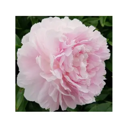 Лотти Даузон Реа / Лотті Даузон Реа