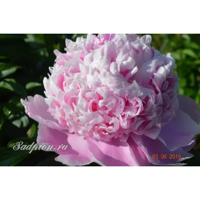 Мсье Жюль-Эли / Мсье Жюль-Елі