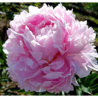 Пинк Рейдженс / Пінк Рейдженс