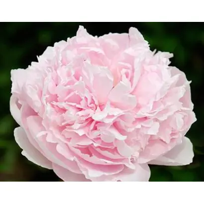 Президент Тафт