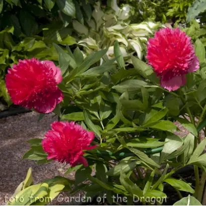 Стоп лайт / Стоп Лайт