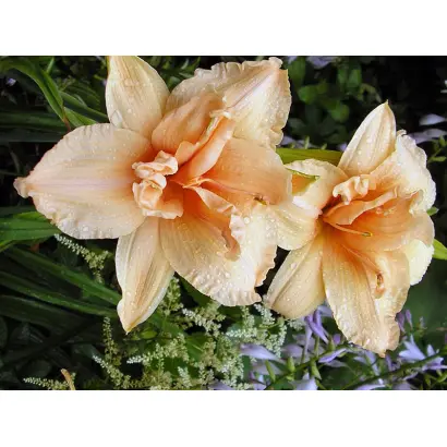 Квітка Мольфара