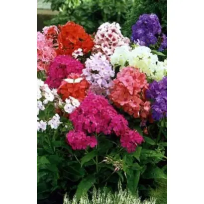 Веселий Гном