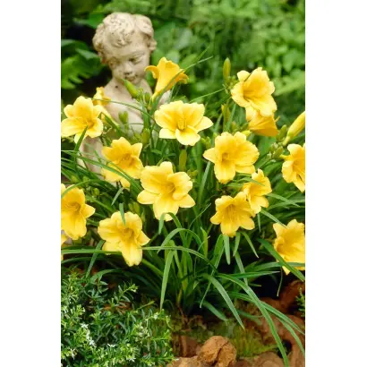 Дівочі мрії