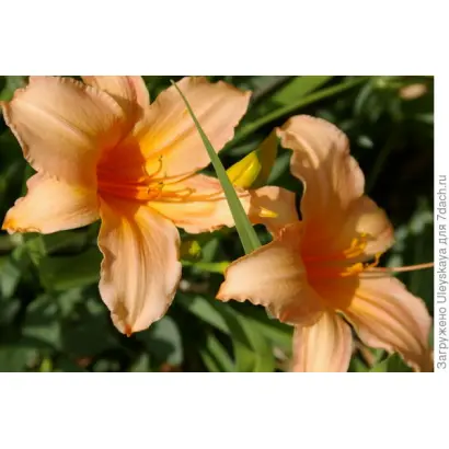 Медова насолода