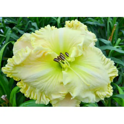 Персидський Самоцвіт