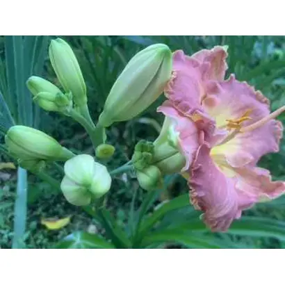 Пісня Хорса