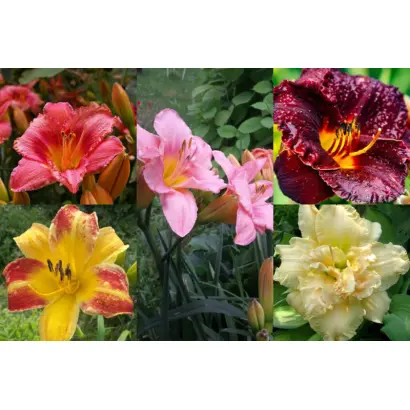 Берегиня Саду