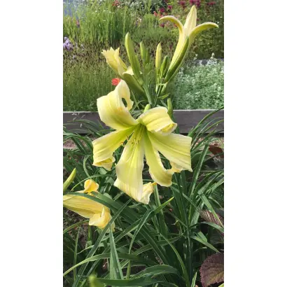 Дотик ангела