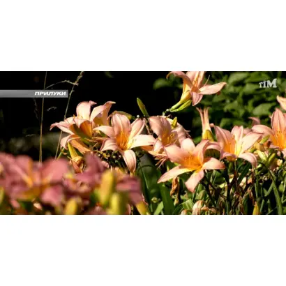 Світанок над Удаєм