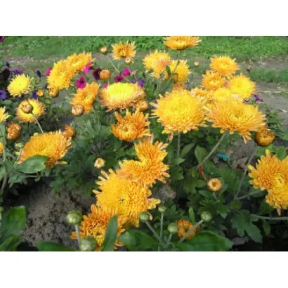 Скіфське золото