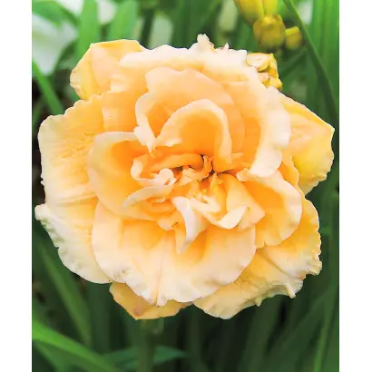 Степова зоря