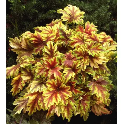 Золото Полуботка