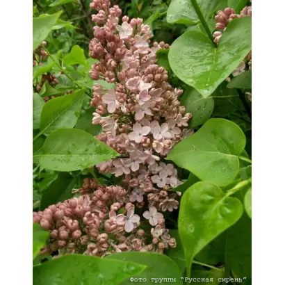 Medovyi Spas / Медовий Спас