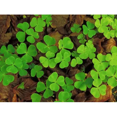 Лишнянский / Лишнянська