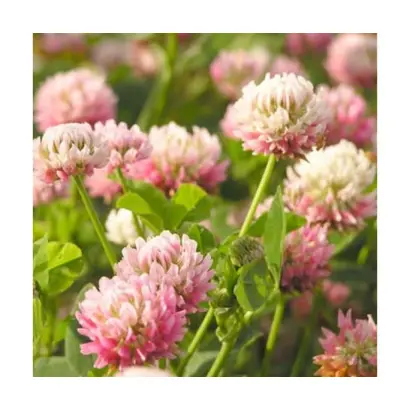 Рожевый 27 / Рожева 27