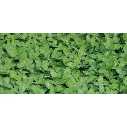 Callisto / Каллісто