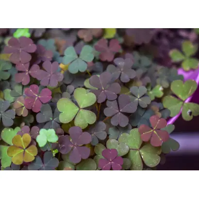 LESTRIS / ЛЕСТРІС