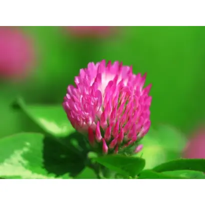 Atlantis / Атлантіс