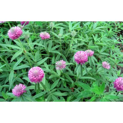 Миронівська 5