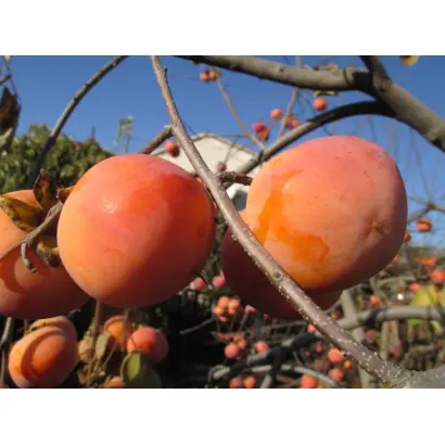 Адольф Ліщук