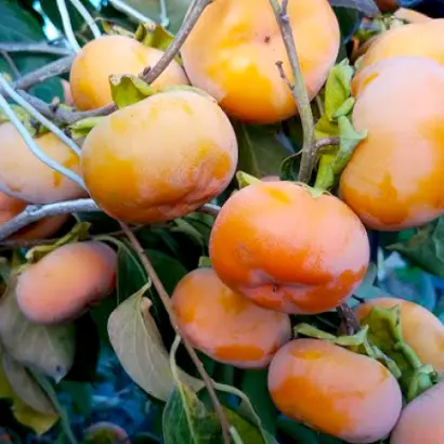 Дар Софіївки