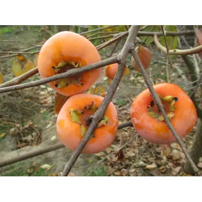 Колгоспниця